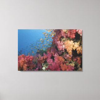 Schooling Fairy Basslets 2 Canvas Print
