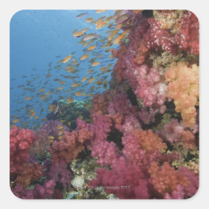 Schooling Fairy Basslets 2 Square Sticker