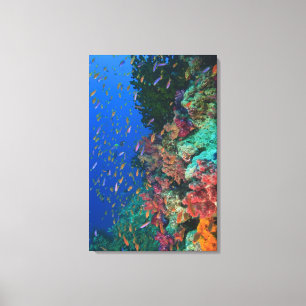 Schooling Fairy Basslets (Pseudanthias Canvas Print