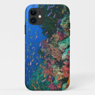 Schooling Fairy Basslets (Pseudanthias Case-Mate iPhone Case