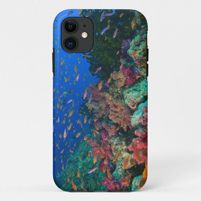 Schooling Fairy Basslets (Pseudanthias Case-Mate iPhone Case (Back)