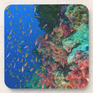 Schooling Fairy Basslets (Pseudanthias Coaster