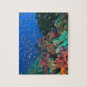 Schooling Fairy Basslets (Pseudanthias Jigsaw Puzzle