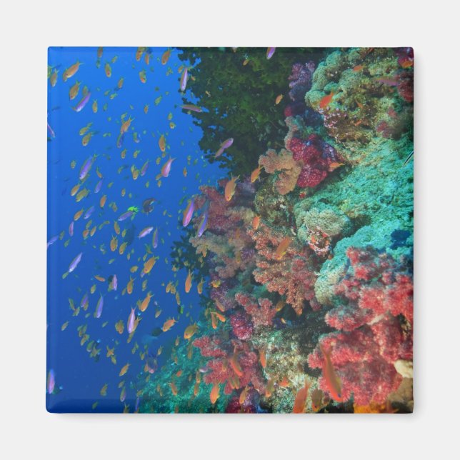 Schooling Fairy Basslets (Pseudanthias Magnet (Front)