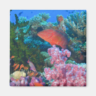 schooling Fairy Basslets (Pseudanthias Magnet