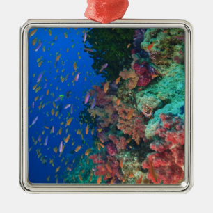 Schooling Fairy Basslets (Pseudanthias Metal Tree Decoration