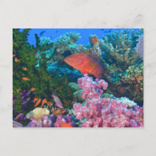 schooling Fairy Basslets  (Pseudanthias Postcard