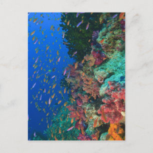 Schooling Fairy Basslets (Pseudanthias Postcard