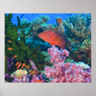 schooling Fairy Basslets  (Pseudanthias Poster