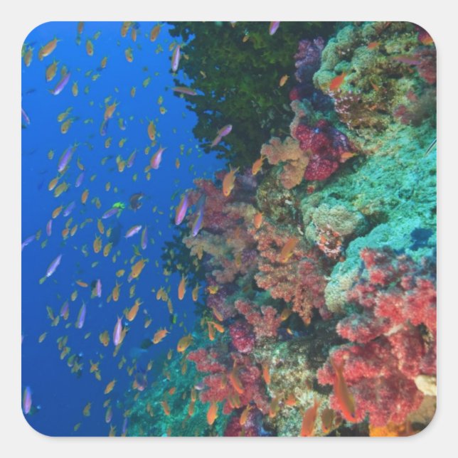 Schooling Fairy Basslets (Pseudanthias Square Sticker (Front)