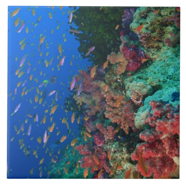 Schooling Fairy Basslets (Pseudanthias Tile (Front)