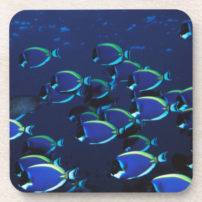Schooling Powder Blue Surgeonfish Coaster (Front)