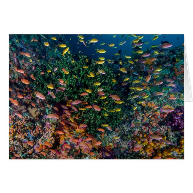 Schools of Fish Swim in Reef (Front Horizontal)