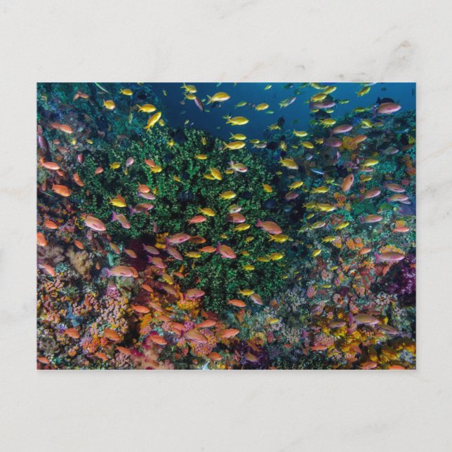 Schools of Fish Swim in Reef Postcard (Front)