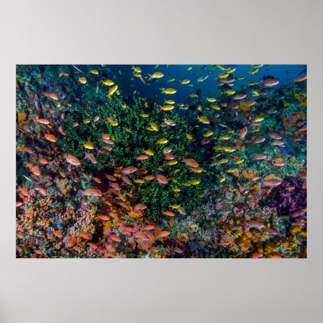 Schools of Fish Swim in Reef Poster (Front)