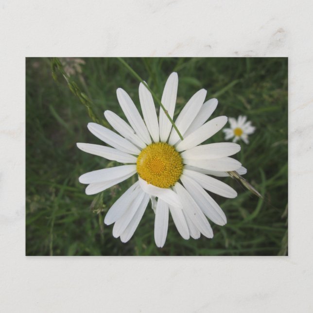 Schüchterne Margarithe Postcard (Front)