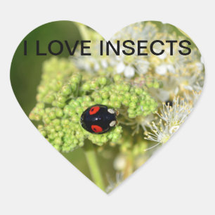 Schwarzer  Marienkäfer Heart Sticker