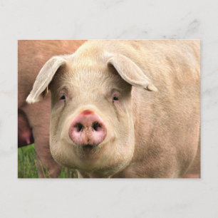 Schwein gehabt postcard