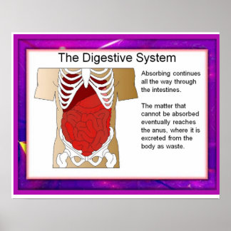 Science,Digestive system Poster
