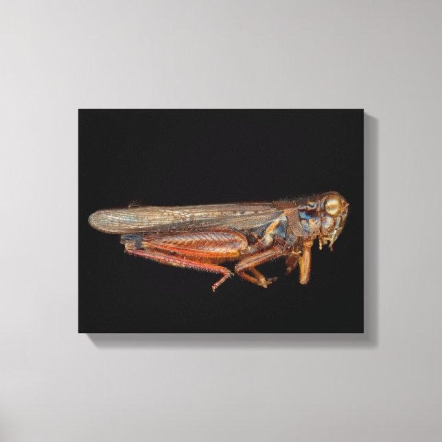 Science - Entomology - The specimin Canvas Print (Front)