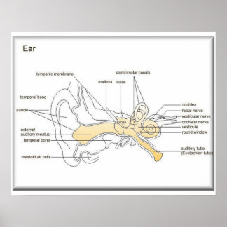 Science,Life science, Diagram of an ear Poster