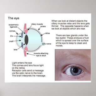 Science, Life science, The eye Poster