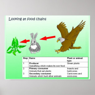 Science, Looking at food chains Poster