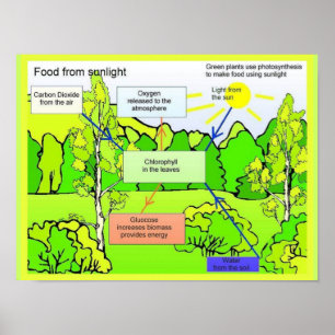 Science, Plants and Photosynthesis Poster