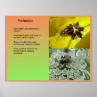 Science, PLants, Reproduction, Pollination