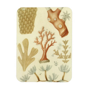 Science Textbook Biology, Vintage Coral Animals Magnet