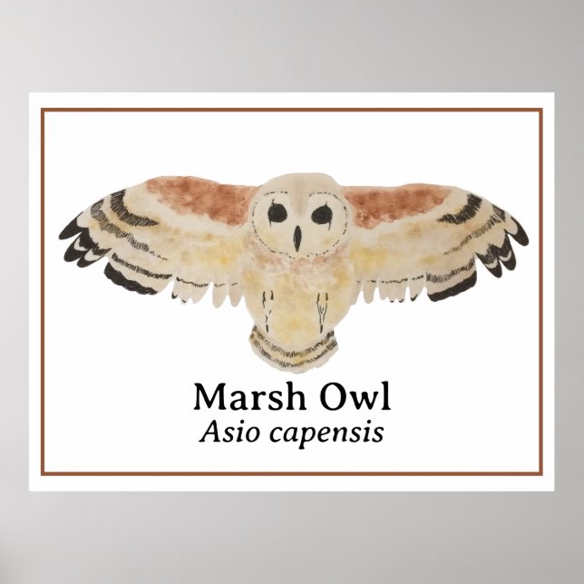 Scientific Bird Watercolor Marsh Owl Poster (Front)