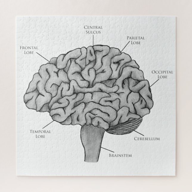 Scientific Brain Jigsaw Puzzle (Vertical)