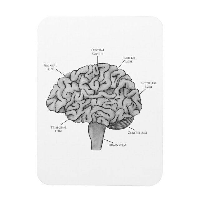 Scientific Brain Magnet (Vertical)