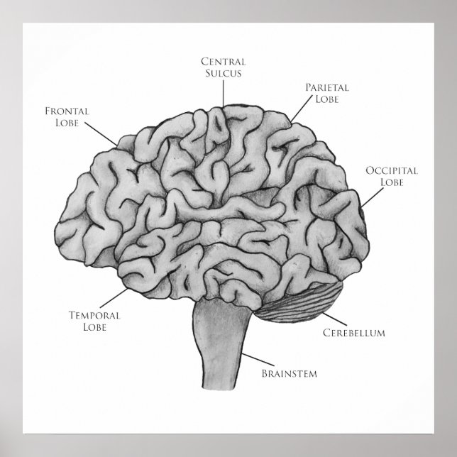 Scientific Brain Poster (Front)