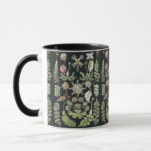 Scientific Nature Art Ernst Haeckel Liverworts Mug