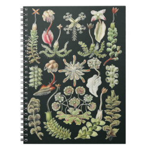Scientific Nature Art Ernst Haeckel Liverworts Notebook