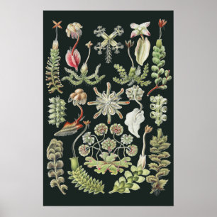 Scientific Nature Art Ernst Haeckel Liverworts Poster