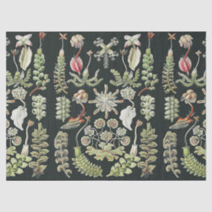 Scientific Nature Art Ernst Haeckel Liverworts Tissue Paper