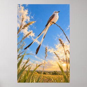 Scissor-tailed Flycatcher Over Rio Grande Valley P Poster