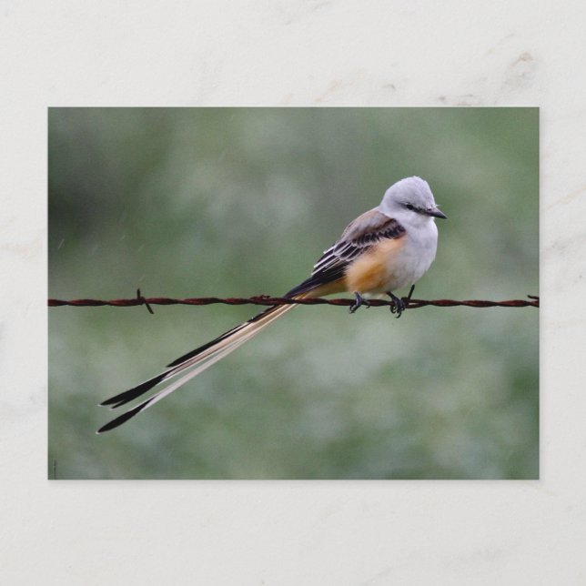 Scissor-tailed Flycatcher perched on barbed wire Postcard (Front)