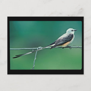 Scissor tailed flycatcher postcard