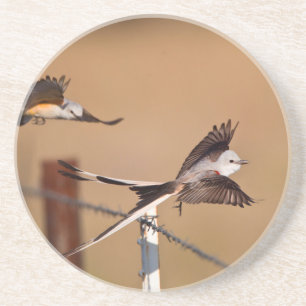 Scissor-Tailed Flycatchers (Tyrannus Forficatus) Coaster