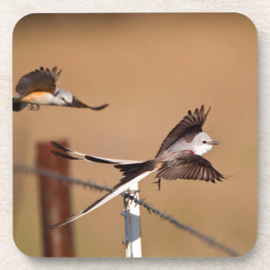 Scissor-Tailed Flycatchers (Tyrannus Forficatus) Coaster