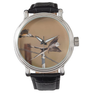 Scissor-Tailed Flycatchers (Tyrannus Forficatus) Watch