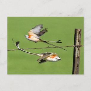 Scissortails in Flight Postcard