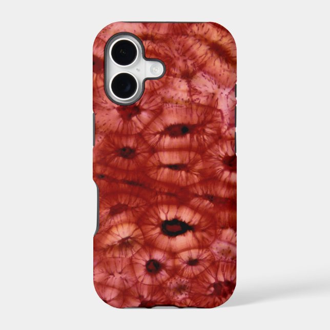 Sclerenchyma Cells from a Cherry Pit (Back)