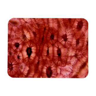 Sclerenchyma Cells from a Cherry Pit Magnet