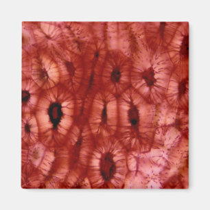 Sclerenchyma Cells from a Cherry Pit Magnet