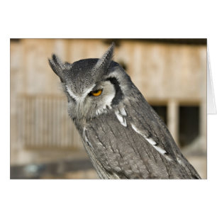 Scops Owl Landscape Card