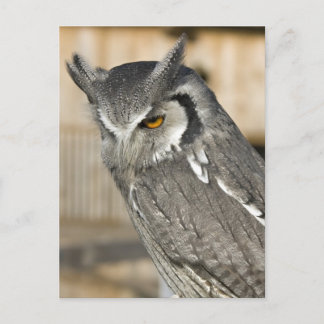 Scops Owl Portrait Postcard